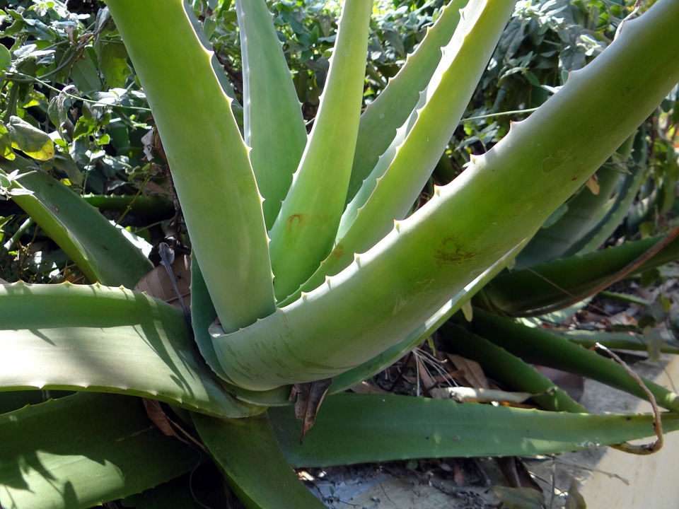 Az Aloe Vera növény